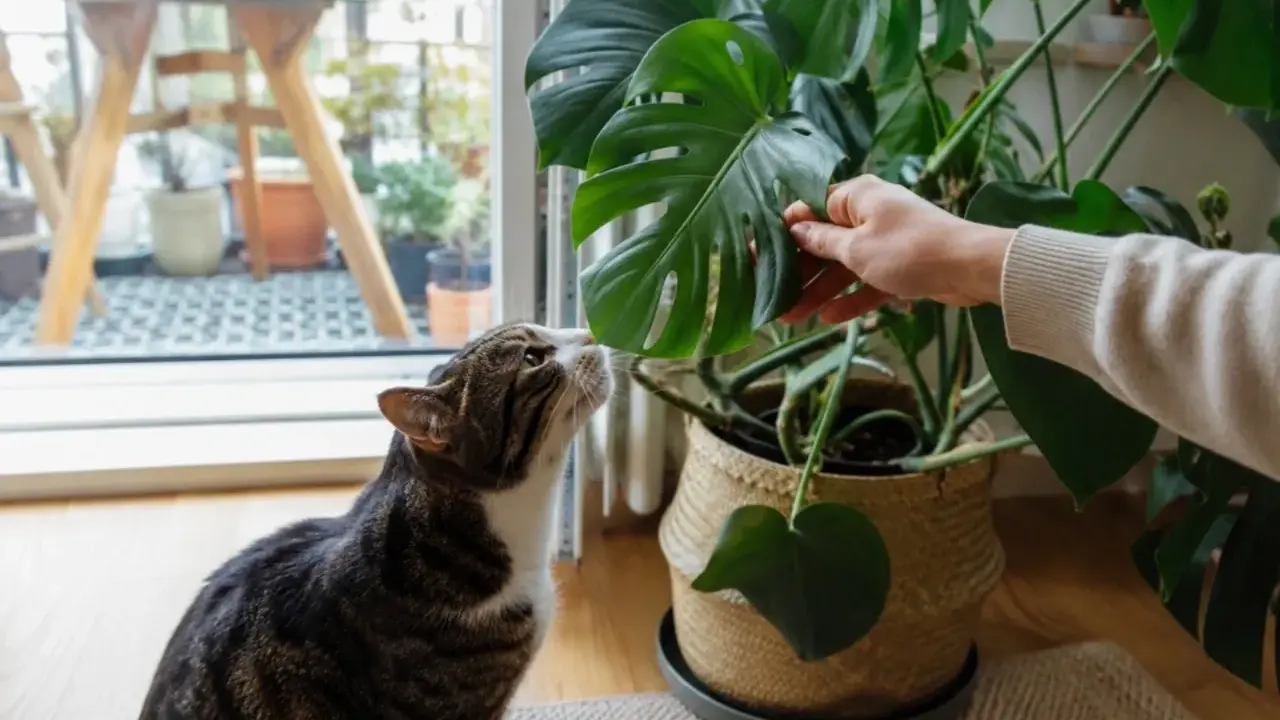 Kot wącha liść monstery, zastanawiając się, czy monstera jest trująca. Dłoń delikatnie przytrzymuje liść.