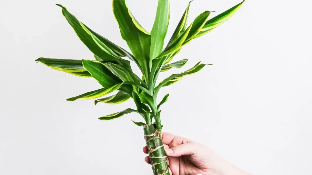 Dłoń trzyma zieloną dracenę z żółtymi paskami. Czy dracena jest trująca? Ta roślina domowa jest bezpieczna dla zwierząt.