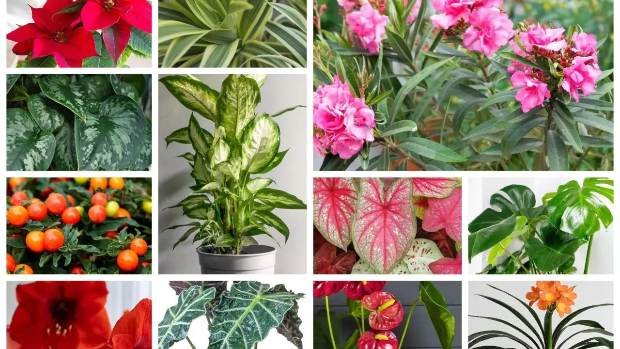 Kolaż roślin: gwiazda betlejemska, dracena, oleander, scindapsus, difenbachia, kaladium, monstera, amarylis, alokazja, anturium, klivia. Niektóre z nich to najbardziej trujące rośliny.