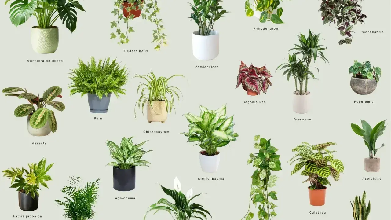 Kolekcja roślin lubiących cień: Monstera, paproć, zamiokulkas, skrzydłokwiat i inne.