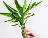 Dłoń trzyma zieloną dracenę z żółtymi paskami. Czy dracena jest trująca? Ta roślina domowa jest bezpieczna dla zwierząt.
