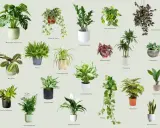 Kolekcja roślin lubiących cień: Monstera, paproć, zamiokulkas, skrzydłokwiat i inne.