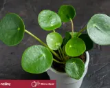 Rośliny bezpieczne dla kota: Pilea peperomiowata, znana też jako "pieniążek", z okrągłymi, zielonymi liśćmi.