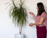 Kobieta spryskuje dracenę w sypialni. Dba o roślinę, która dodaje wnętrzu życia.