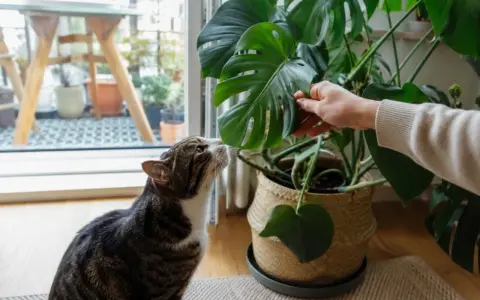 Kot wącha liść monstery, zastanawiając się, czy monstera jest trująca. Dłoń delikatnie przytrzymuje liść.