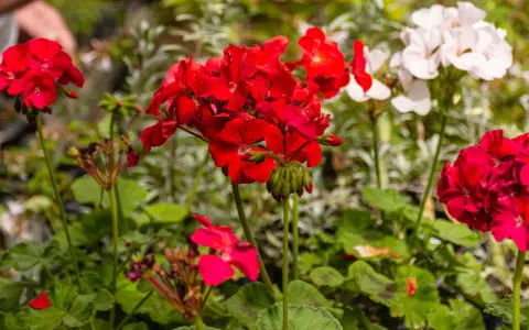 Czerwone i białe pelargonie kwitnące, idealne na słoneczny balkon. W tle widać dłonie osoby pielęgnującej rośliny.