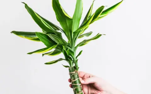 Dłoń trzyma zieloną dracenę z żółtymi paskami. Czy dracena jest trująca? Ta roślina domowa jest bezpieczna dla zwierząt.