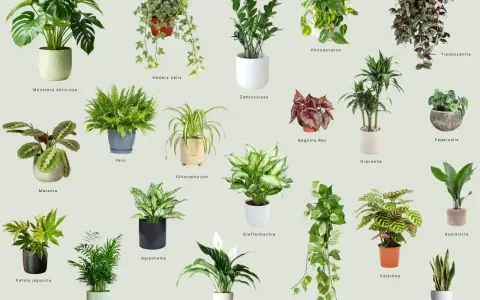 Kolekcja roślin lubiących cień: Monstera, paproć, zamiokulkas, skrzydłokwiat i inne.
