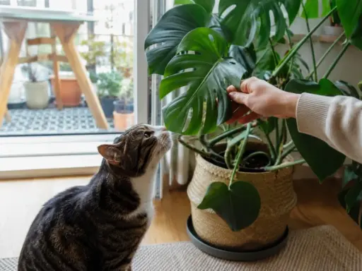 Kot wącha liść monstery, zastanawiając się, czy monstera jest trująca. Dłoń delikatnie przytrzymuje liść.