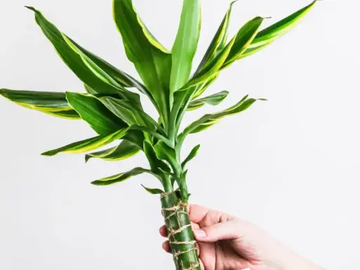 Dłoń trzyma zieloną dracenę z żółtymi paskami. Czy dracena jest trująca? Ta roślina domowa jest bezpieczna dla zwierząt.