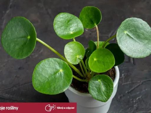 Rośliny bezpieczne dla kota: Pilea peperomiowata, znana też jako "pieniążek", z okrągłymi, zielonymi liśćmi.