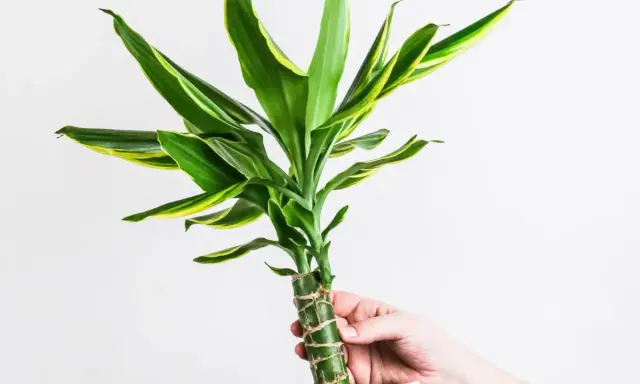 Dłoń trzyma zieloną dracenę z żółtymi paskami. Czy dracena jest trująca? Ta roślina domowa jest bezpieczna dla zwierząt.
