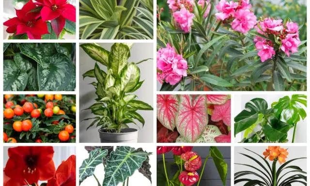 Kolaż roślin: gwiazda betlejemska, dracena, oleander, scindapsus, difenbachia, kaladium, monstera, amarylis, alokazja, anturium, klivia. Niektóre z nich to najbardziej trujące rośliny.