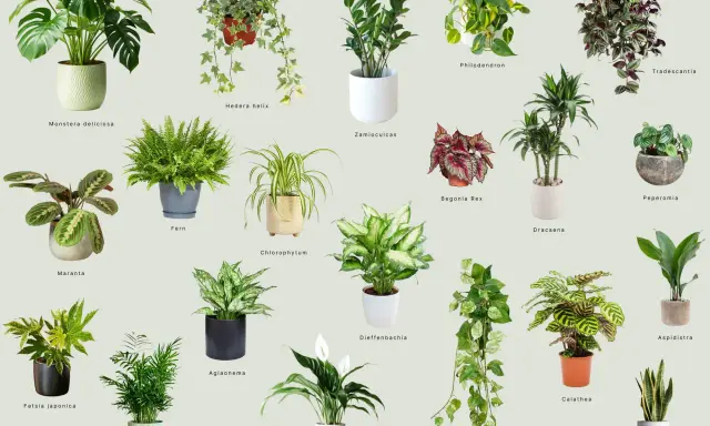 Kolekcja roślin do ciemnych pomieszczeń: Monstera, Zamioculcas, Aglaonema i inne, które ożywią każdy kąt.