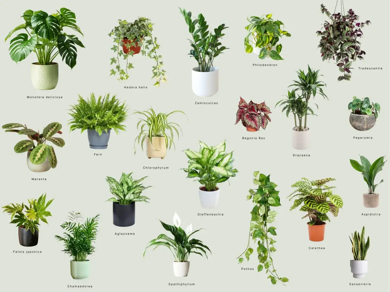 Kolekcja roślin lubiących cień: Monstera, paproć, zamiokulkas, skrzydłokwiat i inne.