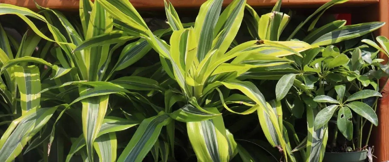 Dracena o pasiastych liściach, często mylona z innymi roślinami. Czy dracena jest trująca? Tak, dla zwierząt domowych.