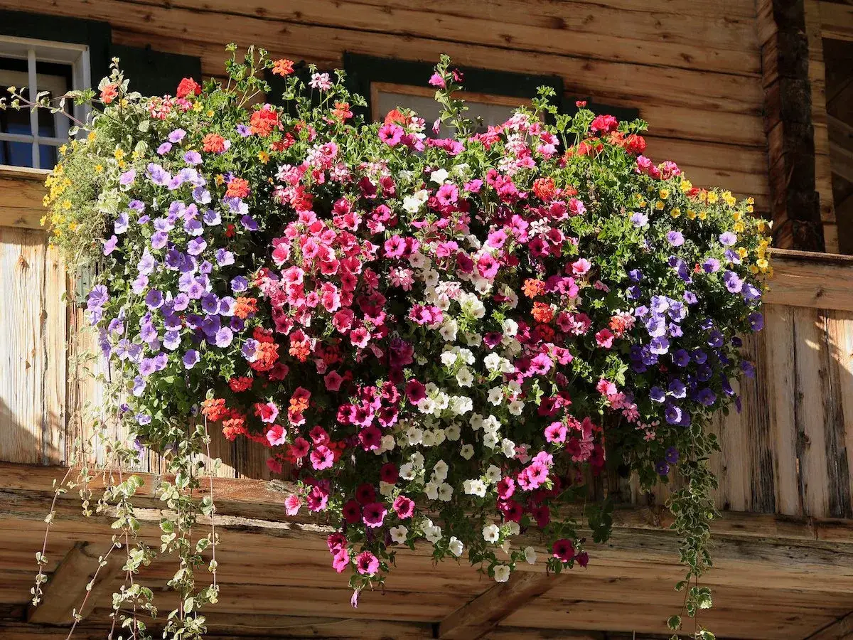 Kwiaty na balkon słoneczny: bujne petunie i pelargonie w odcieniach różu, fioletu i czerwieni tworzą barwny wodospad na drewnianym tarasie.