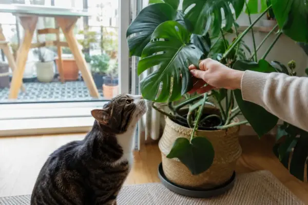 Kot wącha liść monstery, zastanawiając się, czy monstera jest trująca. Dłoń delikatnie przytrzymuje liść.